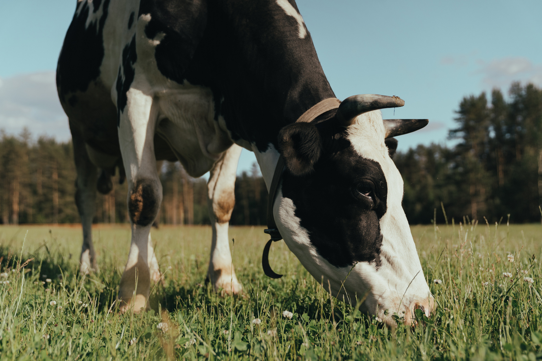 Black and White Cow on Green Grass Field
